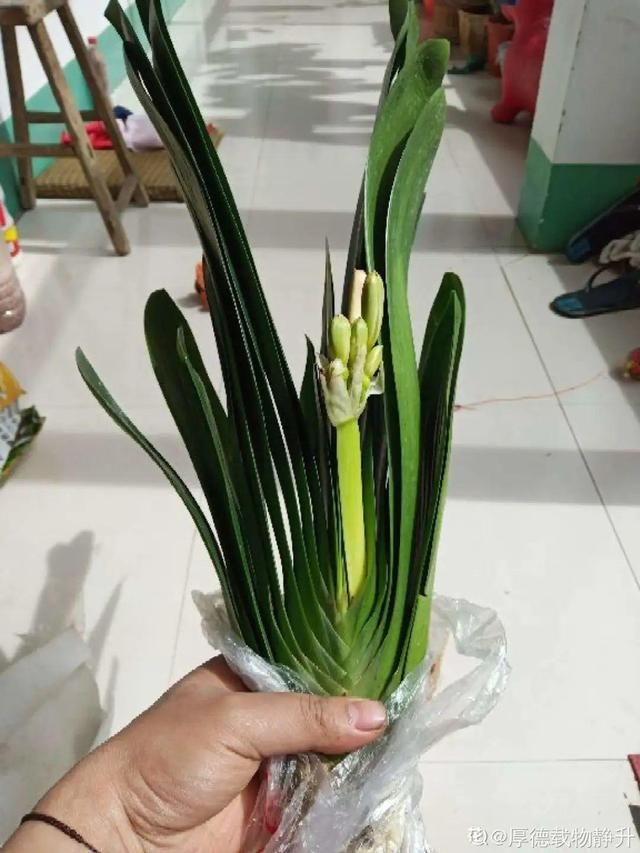  [萝卜]水里加点碳，根系壮得撑破盆，长出满盆萝卜根