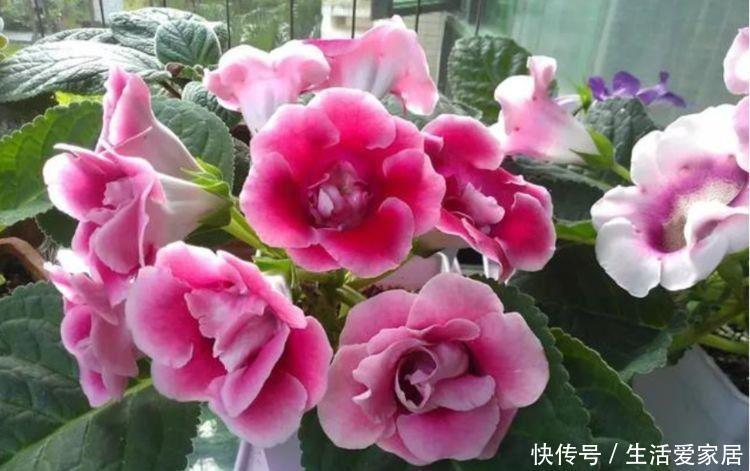【洋桔梗】3种名字好听寓意好,开花好看很好养,家里养几盆添富添贵福满堂