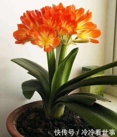  #叶绿花#大爷养君子兰，一罐罐的啤酒浇下去，10天后，叶绿花大，好漂亮