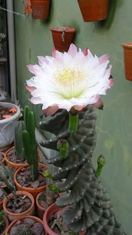 『开出的花』非常罕见的仙人掌,一起欣赏!