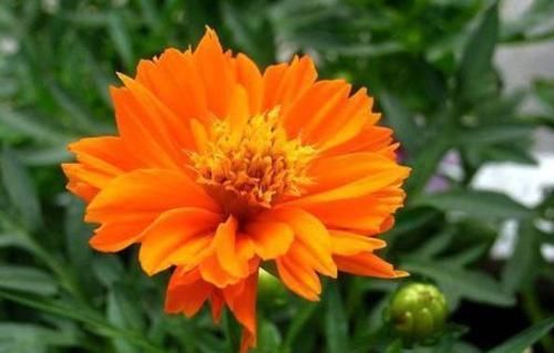  『野性美』客厅养花，就养盆“菊中精品”硫华菊，花开野性美，爆成菊花海