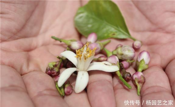 果子@盆栽柠檬只开花不结果?可能是2点没做好,果子满枝头