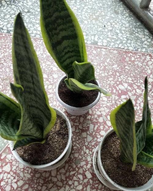  「懒人」6种适合懒人养的花，种上就不用管，比花农网的还好！