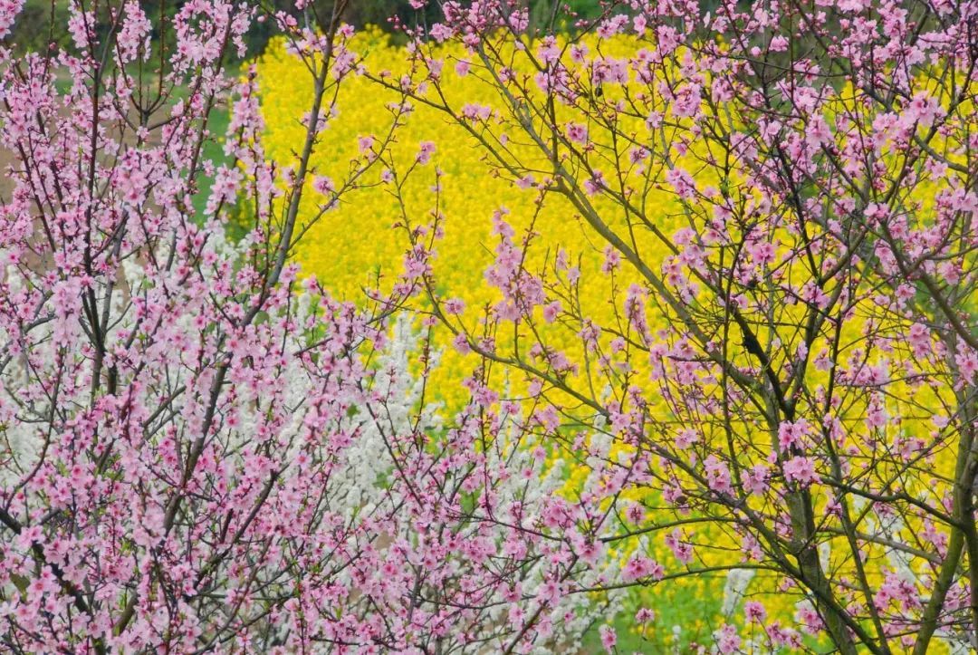 再过20天，中国将花开成海，错过再等一年