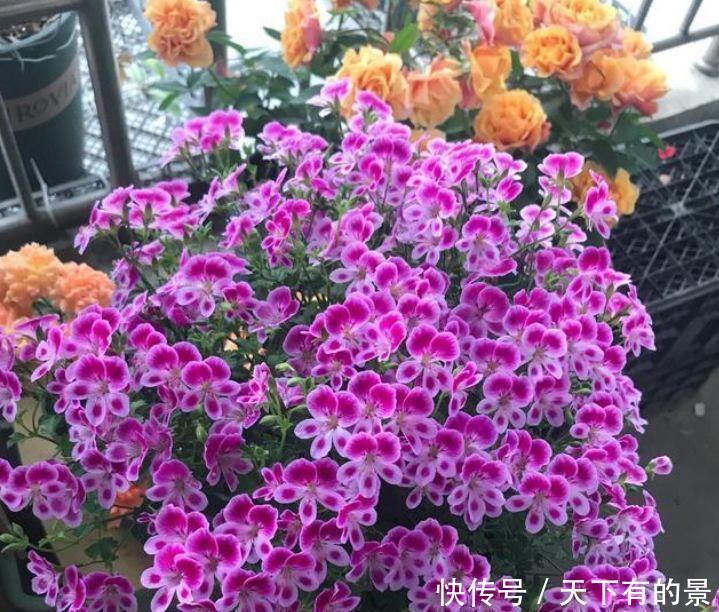 『漂亮』春天就养这种花,一入4月变成“开花机器”,花朵艳丽,花量大