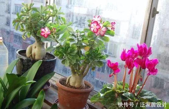 不生虫|给花草吃点这个,一年不生虫,不用施肥也长得又绿又壮