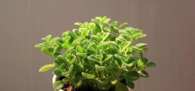  植物@夏天高温，再不注意这些，你的花卉可能就只剩盆了！
