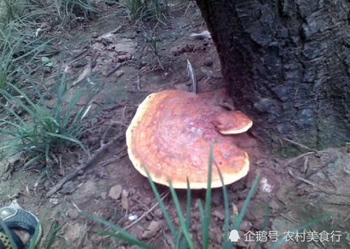 枯树上长出一种东西，过去村民把它当柴烧，直言：烧的都是钱