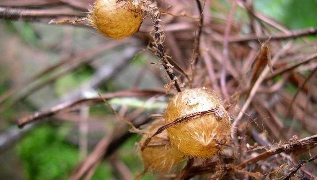  去山里@农村一种野果，埋在土里生长，煮熟比土豆好吃，现在一斤