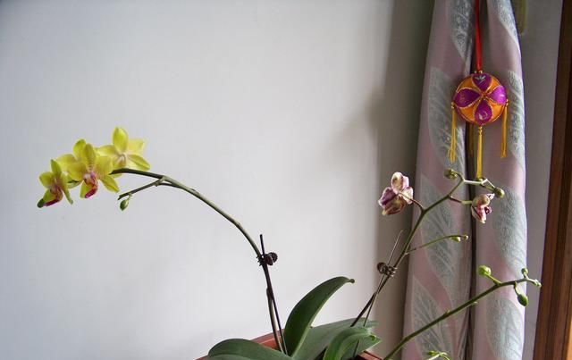  「新花苞」蝴蝶兰花谢后花箭别剪，注意水肥15天就又冒花苞，花开大又美！