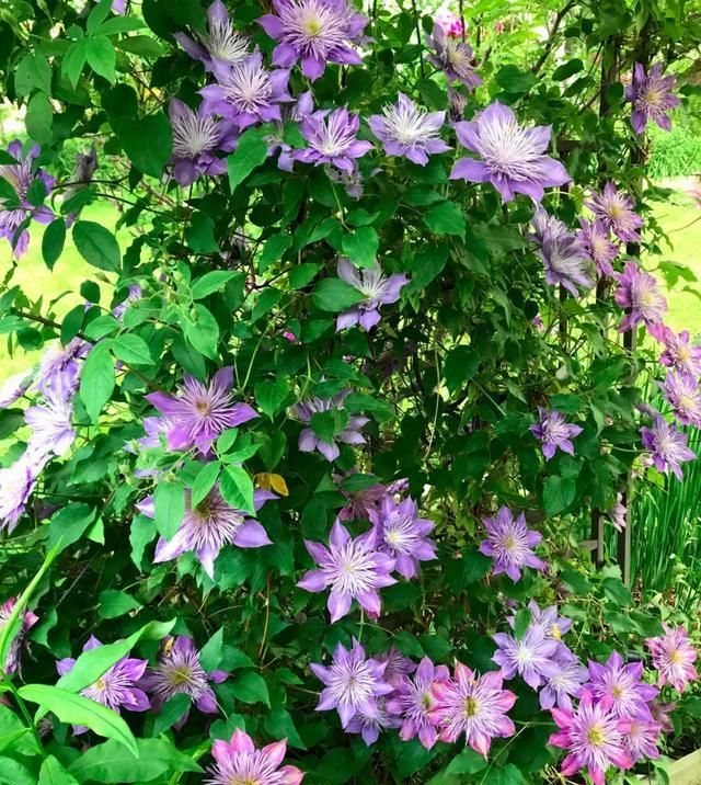  『铁线』铁线莲：韧如铁线，花开如莲，耐寒耐热，花园必备。