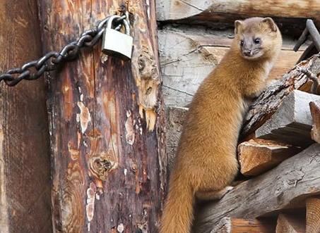  「野鸡」黄鼠狼全身是宝，经济价值也高，为何在农村却没有人养