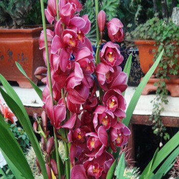  『值得』家庭养花选它，美过荷花，香过茉莉，一年四季有花赏，值得拥有
