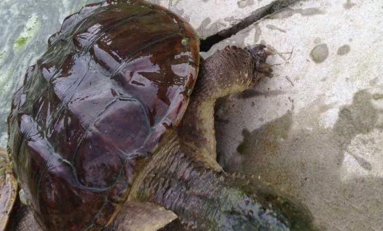 鳄雀鳝“有百害而无一利”，我国还有哪些外来水生物种？