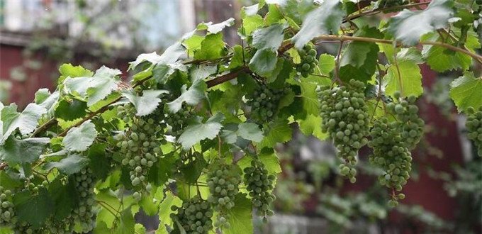 世界上最古老的葡萄树，已经活了176年了，却还能产7吨葡萄