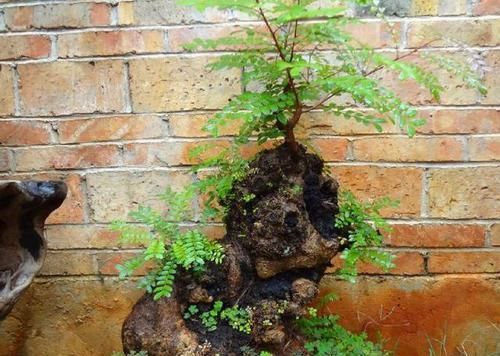  『清香木』这3种植物再贵也要养，客厅养1盆，身体会越来越强壮！
