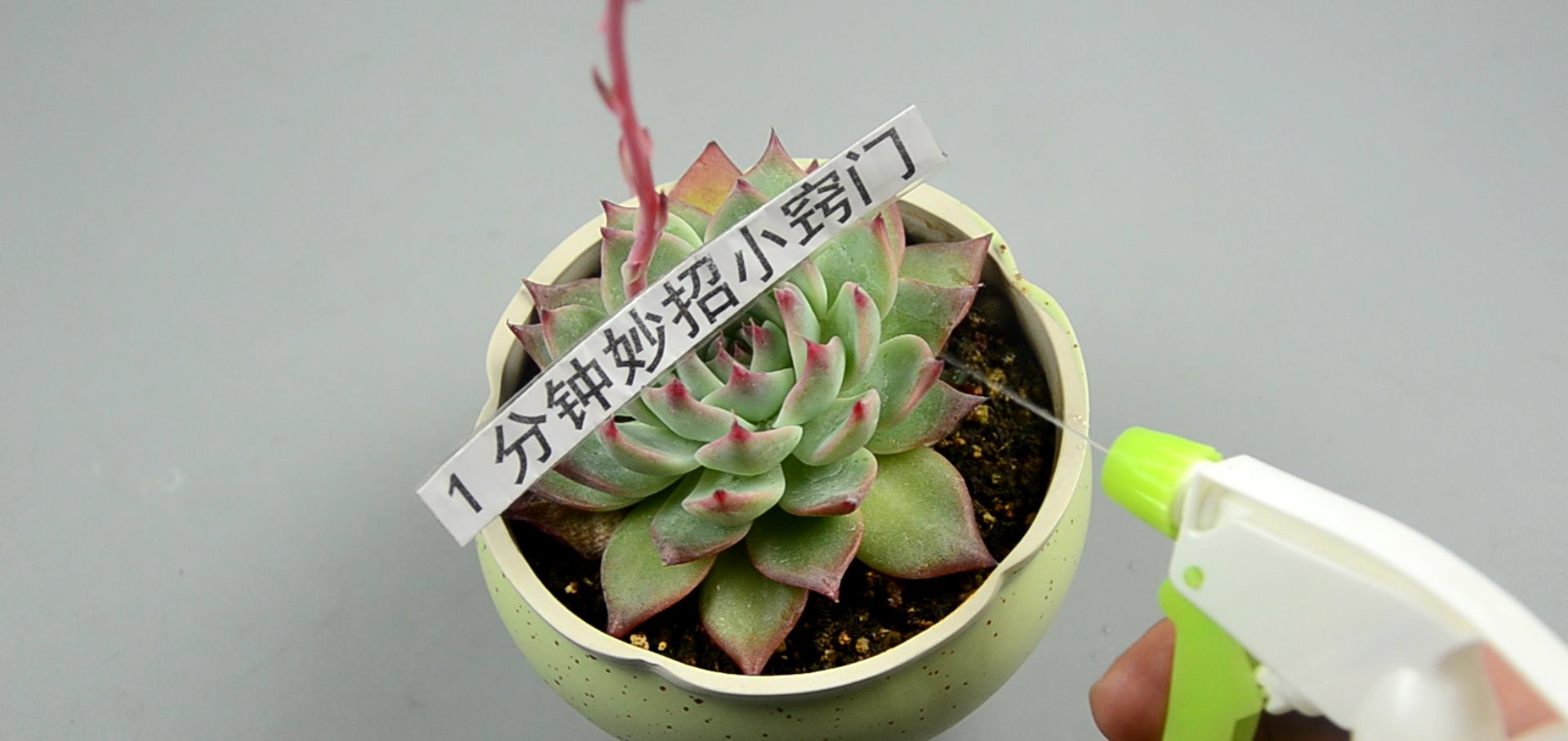  『花椒』一把花椒丢花盆里，省钱又实用，效果真厉害，看了快告知身边人