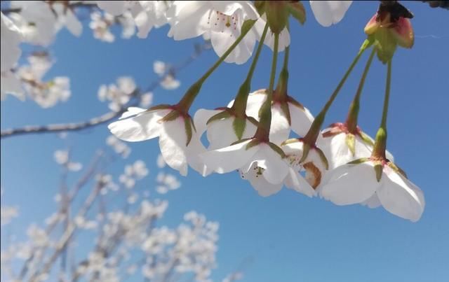  [玉兰花]三月风暖，赴一场花的邀约