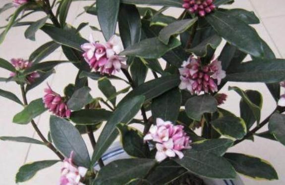  「花苞」养金边瑞香，2种“垃圾”混着吃，花苞成“团”，花开红艳艳