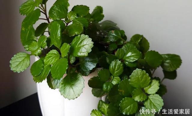 适合|瑞典常青藤养好了能开淡紫色小花,很适合养成窗台的吊盆观叶植物