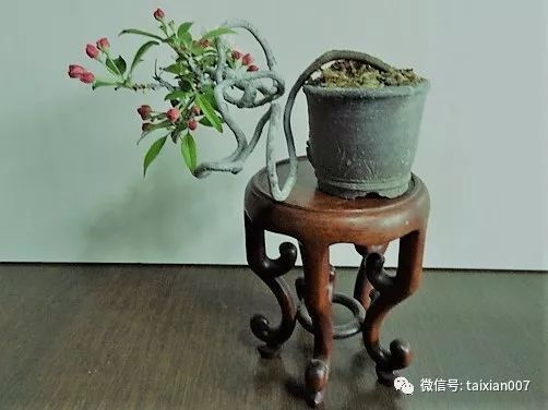 微盆景:把玩古朴的雅趣