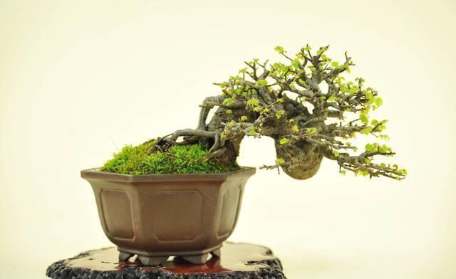  植物|大型盆景不喜欢？那就自制微型盆景，放在手上把玩，真好看