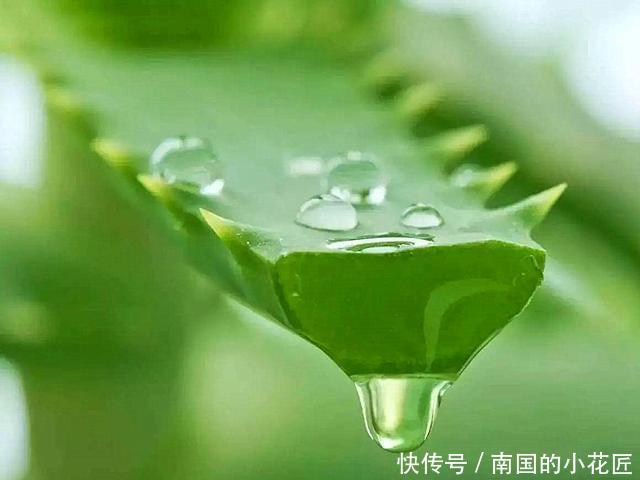 #盆土#“芦荟”日常养护,做好这三点,枝叶肥厚,噗噗长