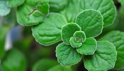  「适合」养花就养此3种，提神醒脑缓解疲劳，适合养在书房里，越养越喜欢