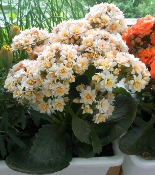 #植物#长寿花最爱“2种料”，换盆时放一点，叶子翠绿长得旺，花期3个月