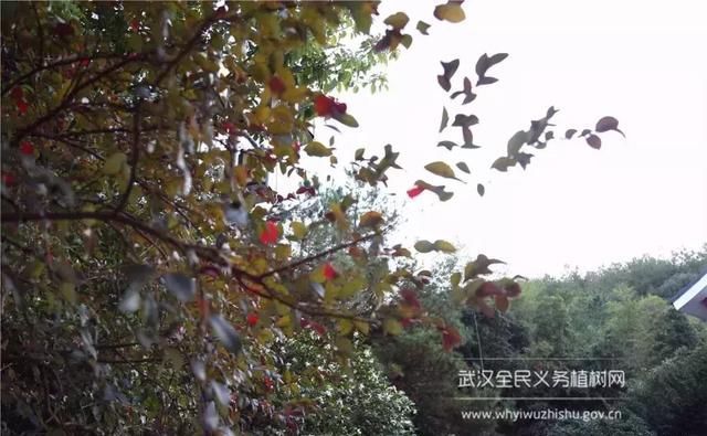 远离城市喧嚣！这个男人在黄陂建了座花海庄园，堪比“世外桃源”