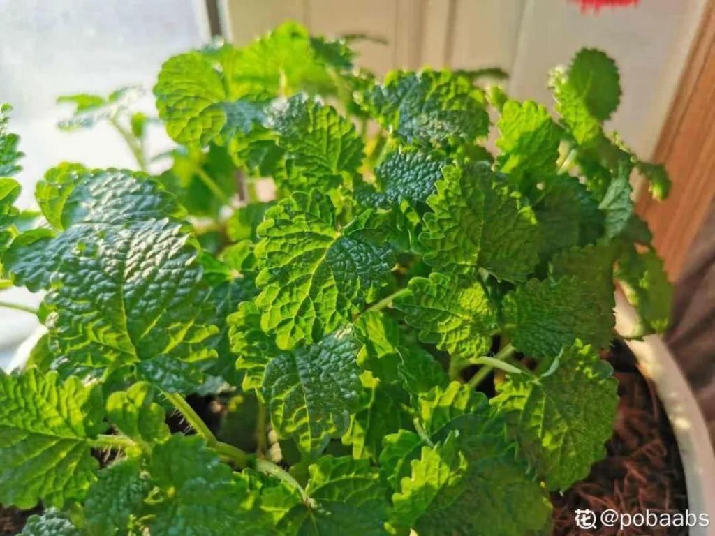 也可以:7种花插土里,立马长满院子,蚊虫不敢靠近!