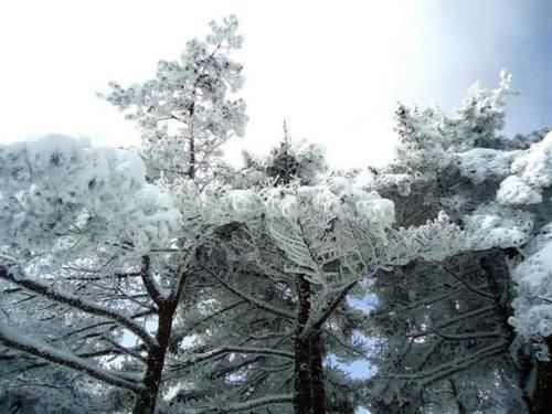 大雪过后的黄山，美景迭出