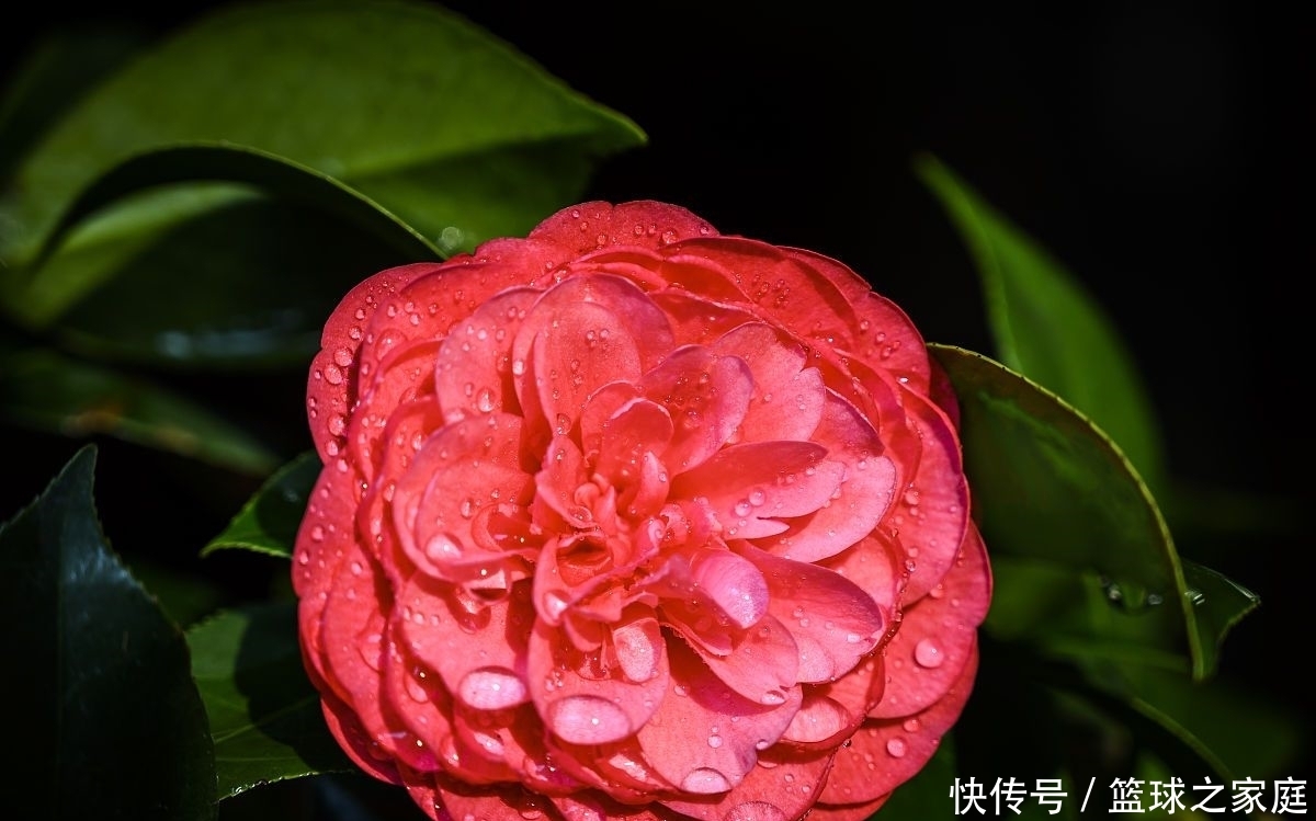 花友的茶花|夏天养茶花,掐芽工作做好了,花苞才能“咕噜”冒