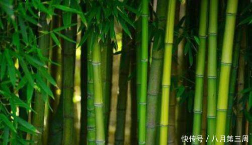 中国以竹子为材质做高铁，取代钢材！外国羡慕，希望中国技术共享