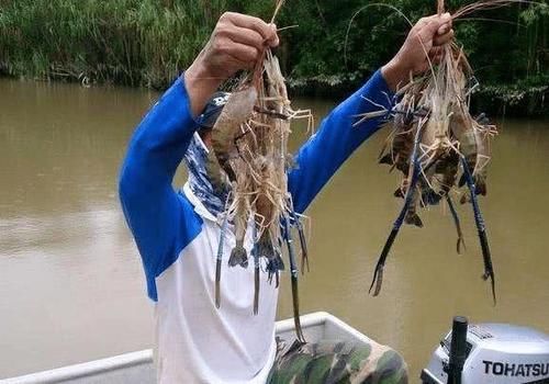 这个地方的虾“泛滥成灾”地方，个头还大，游客：不知道的以为养