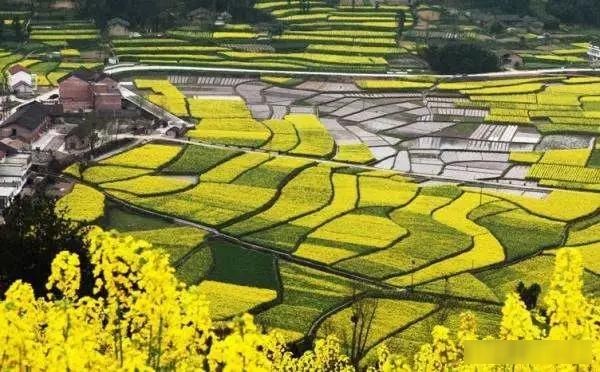  「樱花」中国这些花开成海的地方，美极了