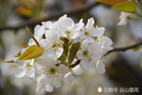  花儿■梨花、苹果花、樱桃花，这些盛开在春天的白花，您能分得清吗？