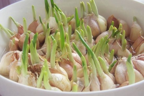  『塑料瓶』头一次见用个塑料瓶种大蒜，省地方又长得快，别傻傻用花盆了