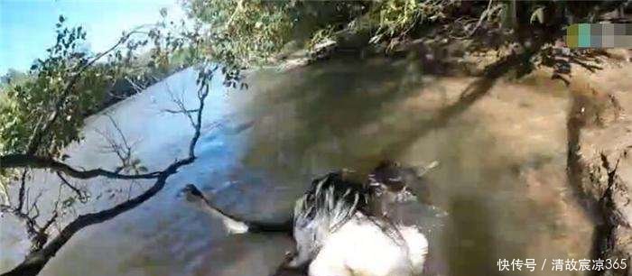  #垂钓#水中垂钓发现岸上树下有动静，男子上前看到了这只大家伙