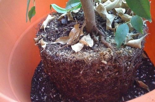  「恢复生长」移栽植物这几点没做好，容易叶黄干枯，赶紧学起来
