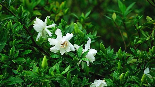  『不再』栀子花花期有多长？什么季节盛开？知道这2点，不再错过美丽花景