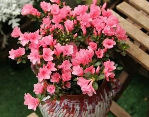  #枝条#在家养杜鹃花不容易成活？记住3点要求，花团锦簇、枝繁叶茂