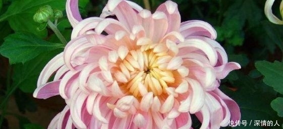  『稀有』比起喜欢菊花，最好培养稀有品种“粉红色菊花”。美丽温柔的害羞