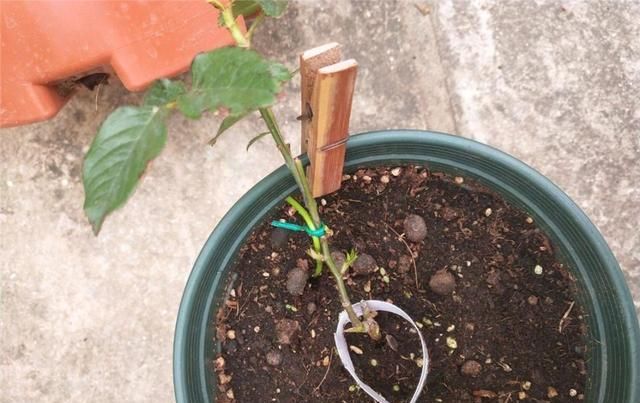  个妙：3个妙招养月季花,开花枝叶繁密,现在正是时候