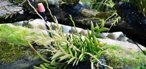  剑叶石斛：这种植物，是中医界的“宝贝”，目前极其珍贵，若遇见，请重视！
