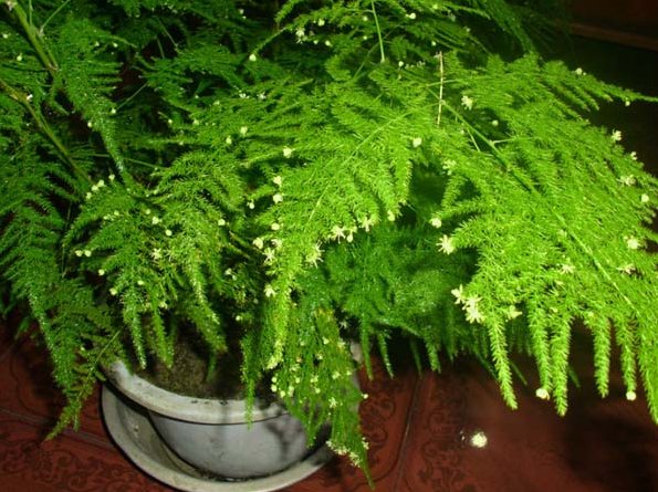  [盆栽]盆栽佳品，不仅家居风格百搭，开花比茉莉还香，有助于睡眠