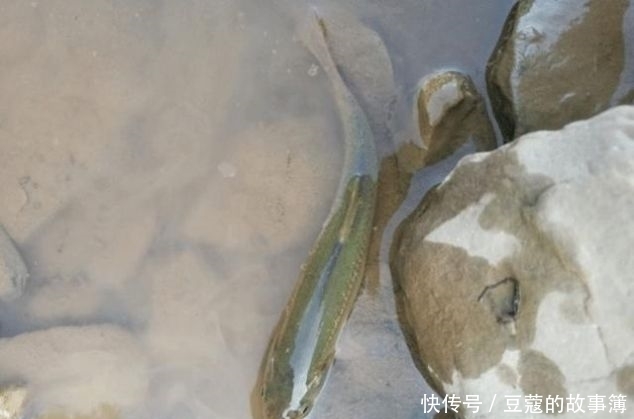 鱼鳞|世界上最古老的鱼类,深山老林才有,鱼鳞好吃,鱼肉自带香味