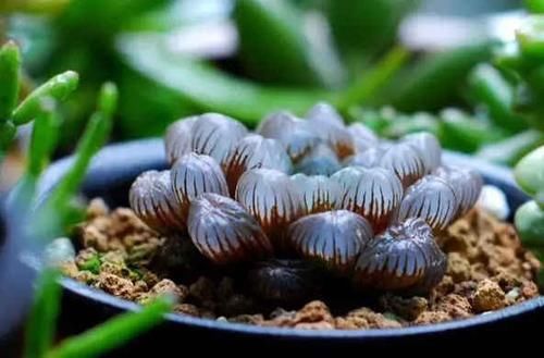  [死循环]养多肉就是一个，不停的买买买，陷入了死循环，你有这个感觉吗