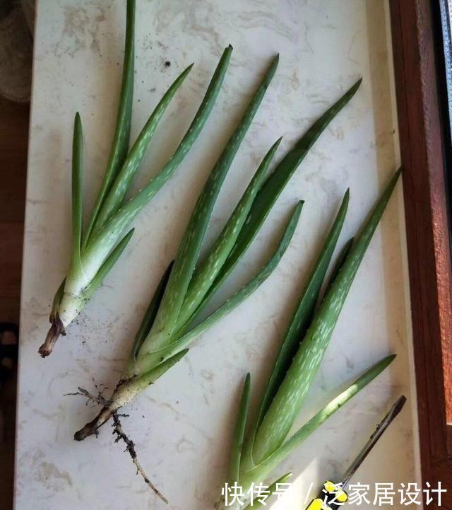  侧芽@芦荟长爆盆了怎么办？简单1个技巧，一盆养出20盆，侧芽多成老桩
