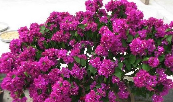  扦插繁殖：三角梅不开花?黑塑料袋一套,1个月后花苞开满头!